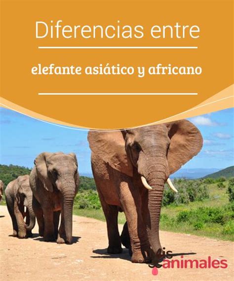 Diferencias Entre Elefante Asiático Y Africano Elefante Asiatico