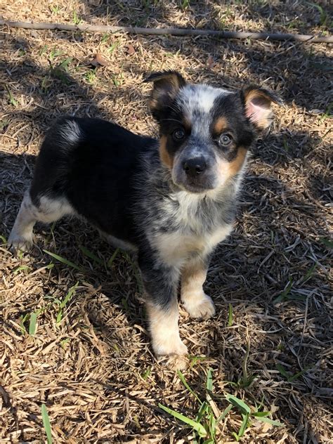 Texas heeler puppies are one of the most intelligent breeds that you can own. Austrailian Blue Heeler Puppies For Sale | Texas 151, TX ...