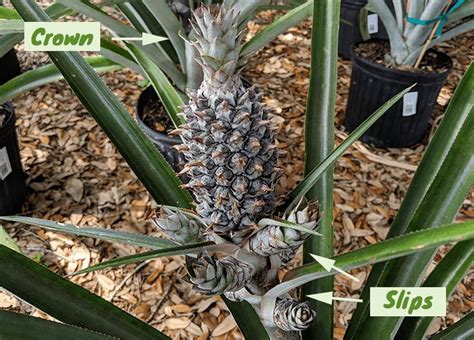 Growing Pineapples In Florida Growing Pineapple Pineapple Pineapple