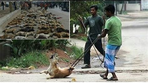 There are around 58 million stray cats in the united states. Petition · Animal welfare board of India: Stop the ...