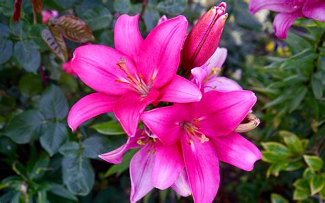 Pink Lily Flower With Beautiful Pink Color Photo Wallpaper Hd 3840x2160