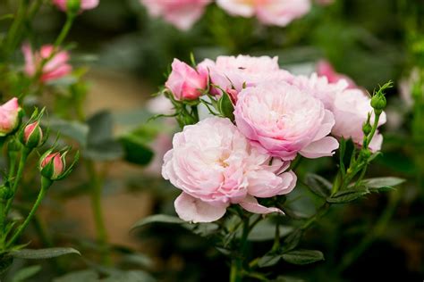 Patio Roses To Grow Bbc Gardeners World Magazine