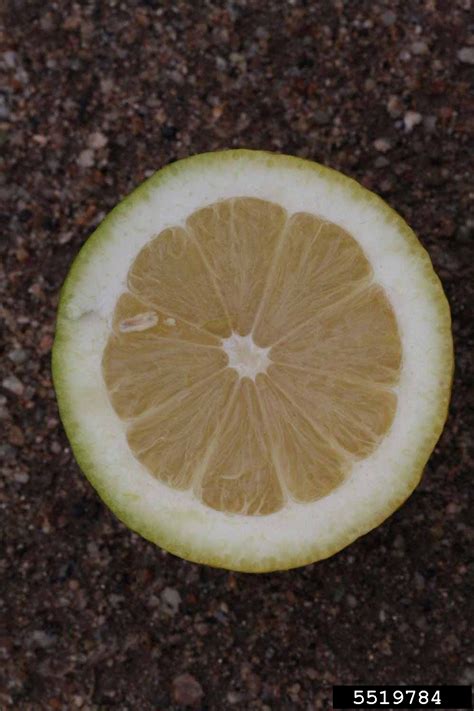 Limonero Fino 95 Citrus X Limon Cv Limonero Fino 95 Sapindales