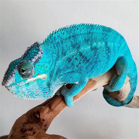 They are certainly not for the beginner and they really dislike being handled so for anyone several species of chameleon are kept in captivity. Oh god what about a chameleon who can see the future in ...