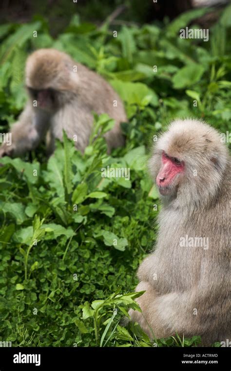 Japanese Monkeys Japanese Macaques By The Roadside Aomori Shimokita