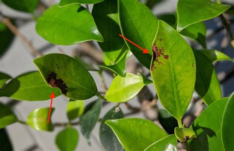 Bonsai Ficus Tem Manchas Marrons Nas Folhas Como Fa O Para Diagnosticar E Curar Answacode