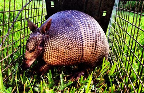 Armadillos The Critter Squad Texas Wildlife Removal And Control