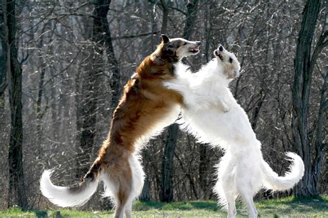 Russian Wolfhound Borzoi Pinterest