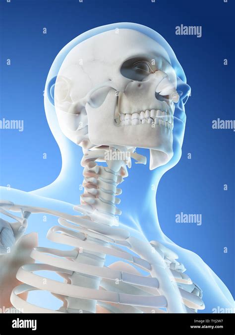 3d Rendered Illustration Of A Mans Skeletal Head And Neck Stock Photo