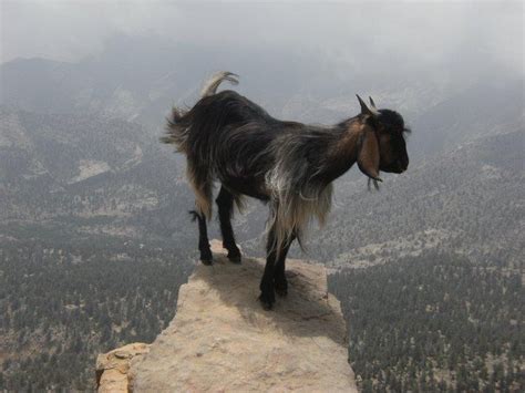 Extreme Mountain Climbing Goat