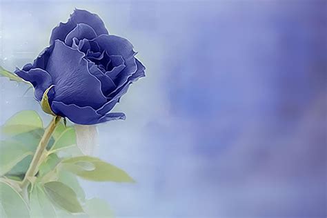 48 Blue Rose Wallpaper For Desktop