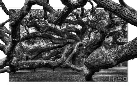 The Angel Oak Tree Photograph By Randy Brown Fine Art America