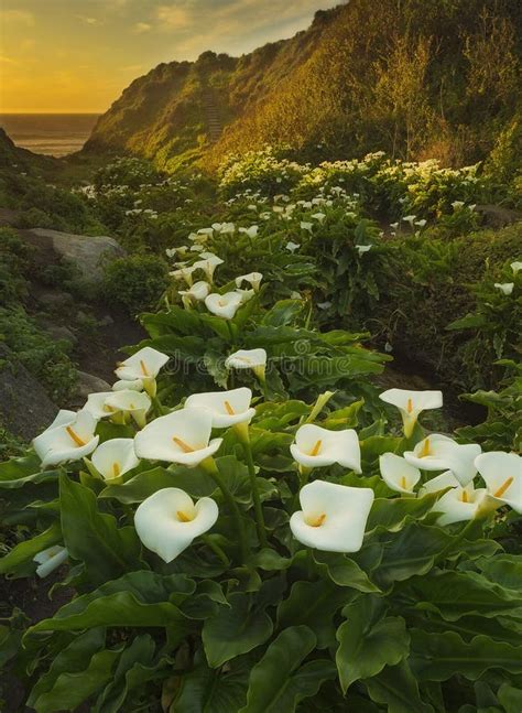 Calla Lily Valley Sunset Stock Photo Image Of Golden 67354126