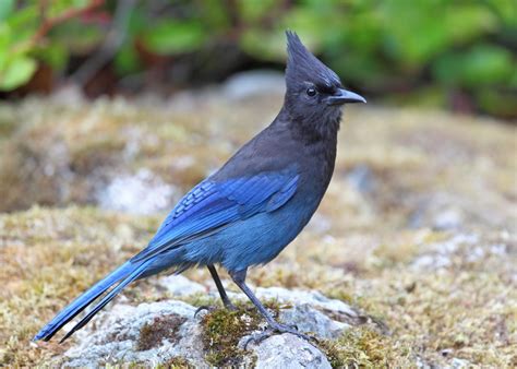 10 Most Common Birds At Winter Birdfeeders In British Columbia Miles