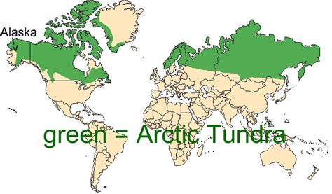Arctic Tundra Biome