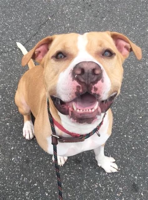 Services include doggy day care, dog grooming, dog walking, cat sitting and more. Dog in Shelter Since 2017 Among Pets Up for Adoption on ...