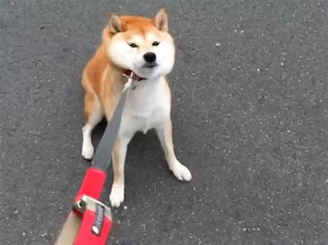 Sweet Shibes — The Super Mega Ultra Silly Thank You All For