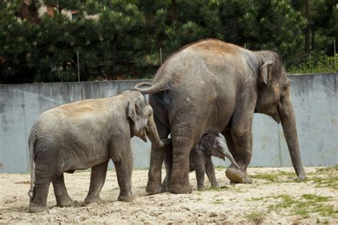 Velká zoo s hodně zvířaty a velkou botanickou zoologická zahrada a botanický park ostrava, p.o. Fotografie z venkovního výběhu - Sloní deník - Sloní deník ...