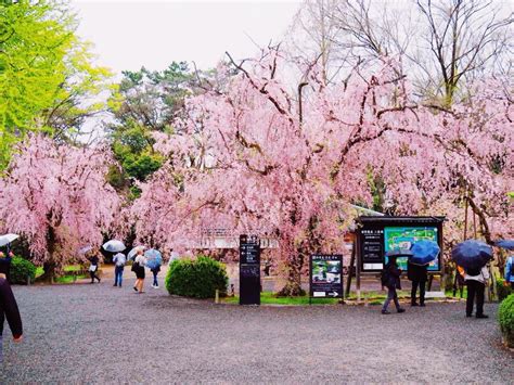 Visit Japan When The Trees Flower And Bloom In The Cherry