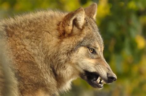 Growling Wolf | Flickr - Photo Sharing!