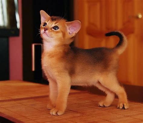 Top 10 Cat Breeds That Love Water Cattime Abyssinian Kittens