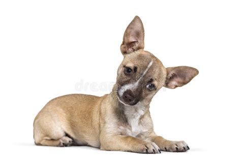Chihuahua 4 Months Old Lying In Front Of White Background Stock Image