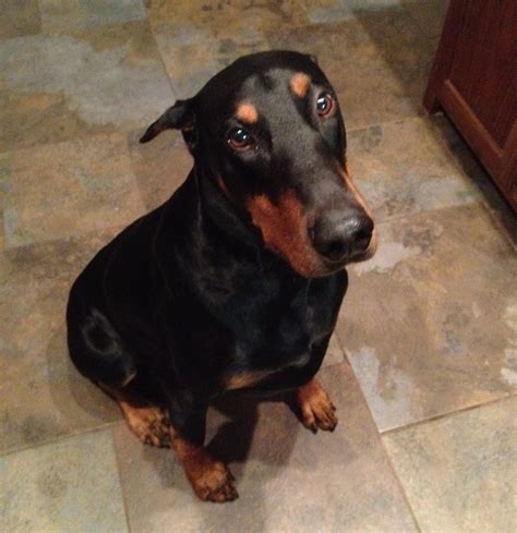 Doberman Sweet Face I Like Dogs Dog Love Cute Dogs Big Dogs