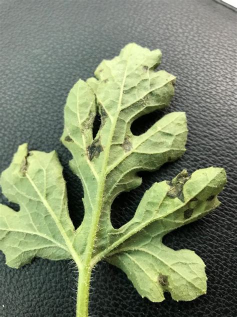 2023 Watermelon Weekly Update 2 Panhandle Agriculture