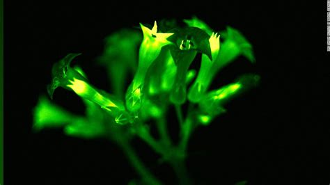 Find the best glow in the dark wallpapers on getwallpapers. Scientists create glow-in-the-dark plants - CNN