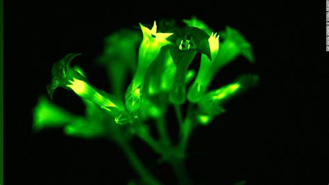 The back of the hand is shown with the… emoji meaning the middle finger: Scientists create glow-in-the-dark plants - CNN