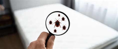 The Best Way To Get Rid Of Mattress Bugs