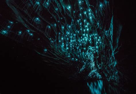 Glow Worms Turn New Zealand Cave Into Starry Night And I Spent Past