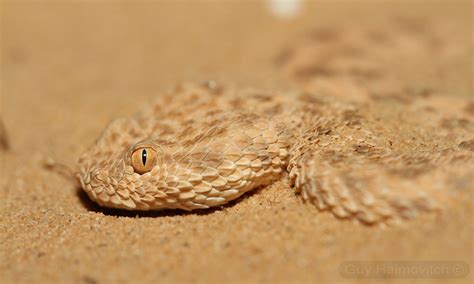 Dwarf Sahara Sand Viper Cerastes Vipera עכן קטן Taken Se Flickr