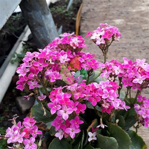 Jaminan varietas asli apabila beli di kami. Jual Bibit Bunga Calandiva Pink | Agro Bibit ID