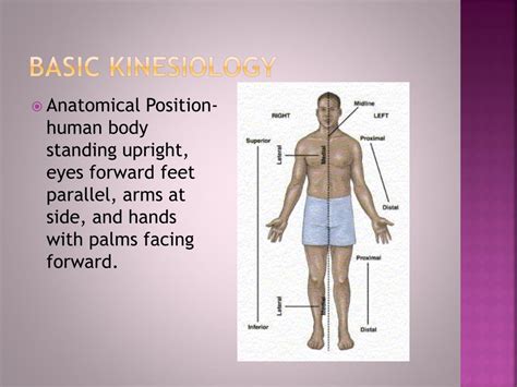 Ppt Basic Kinesiology Powerpoint Presentation Free Download Id1056479