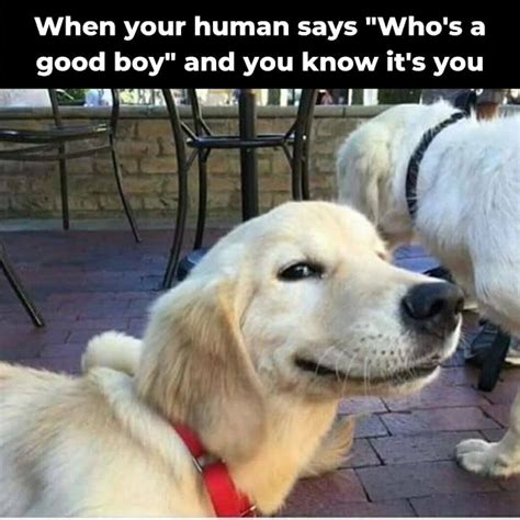 Top 10 Golden Retrievers Memes