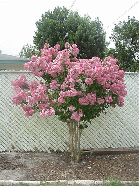 Ornamental Flowering Trees Zone 5 Pin By Cindy Hively On Flowering
