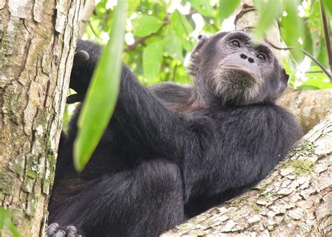 Chimpanzee Trekking Vacations In Africa Audley Travel Us