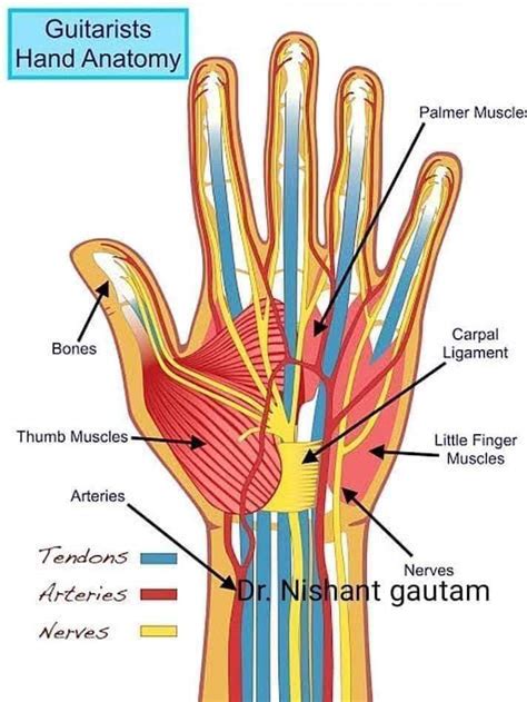 Anatomy Of Hand تلخيصات طبية