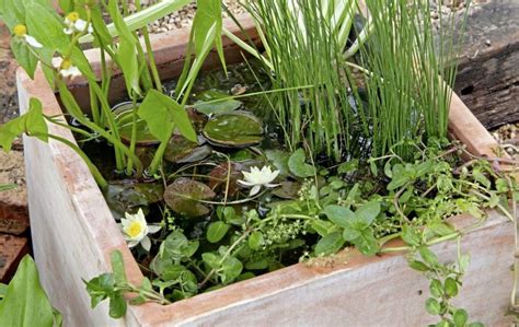 If you do not have a water feature or a pond then these little gems could make the perfect addition to a small patio container pond or a table top water bowl. Gardening: How to build a mini-pond and make big difference to small creatures - The Irish News