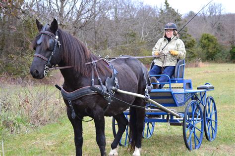 Marathon Driving Carriage For Sale Shelbyville Well Kept Straight Line