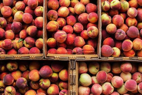 When Is Peach Season Its A Bit Fuzzy The New York Times