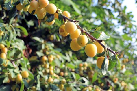 Sweet yellow plums that crop prolifically. The Old Mirabelle Plum Tree: Spiced Mirabelle Plum Galette ...