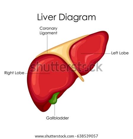 Most of the liver's mass is located on the right side of the body where it descends. Mural Thrombus After Heart Attack Stock Vector 117587800 ...