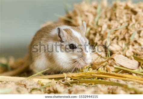 859 Grey Gerbil Images Stock Photos And Vectors Shutterstock