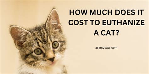 How Much Does It Cost To Euthanize A Cat Cost Breakdown And Factors