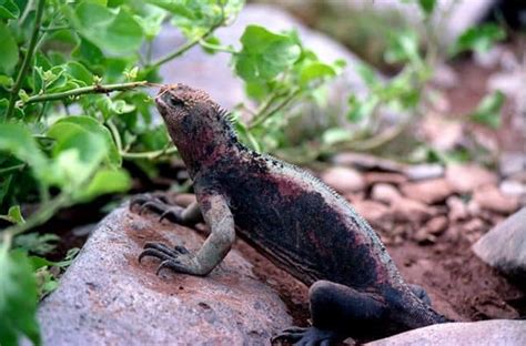 Nonprofit exclusively dedicated to the conservation of the galapagos islands. Galapagos - Leguane & Echsen | Reiseblog OnTourWorld