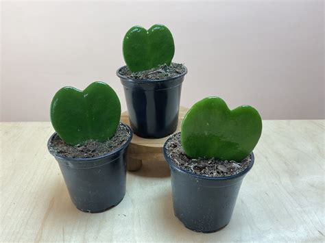 Check spelling or type a new query. Hoya Kerri Heart | The Mellow SF