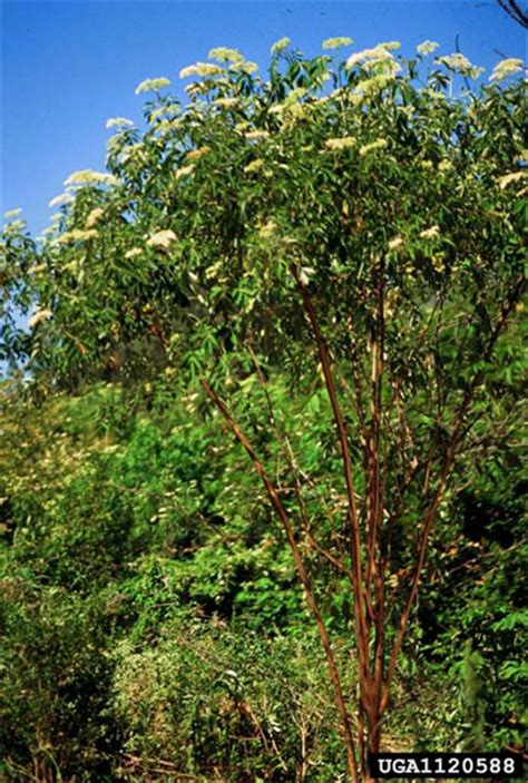 Names are of huge significance in the continent and that is why some cultures go as far as having naming ceremonies where families officially. Factsheet - Sambucus nigra (American Black Elderberry)
