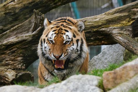 A Tiger Growling · Free Stock Photo